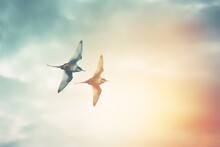 Two Birds Flying In The Sky, Sky Background From Generative Ai