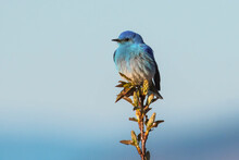 Bluebird Perched On A Flowering Plant, British Columbia, Canada