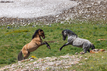 Wall Mural - pair of wild horse stallions fighting in the pryor mountains montana in summer