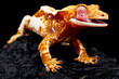 Crested gecko (Correlophus ciliatus)