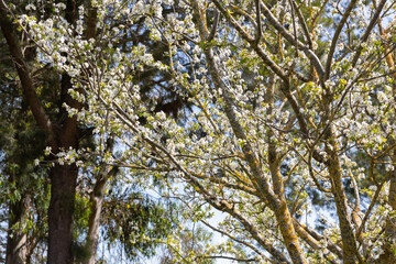 Wall Mural - A tree blooms with white flowers in spring