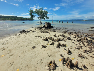 Wall Mural - pristine beach in puerto princesa on palawan island