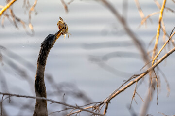 Anhinga, swimming underwater and stabbing fish with its daggerlike bill