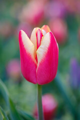 Wall Mural - beautiful scarlet tulip on a blurred background, closeup of a red tulip flower with selective focus,
