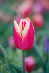 Wall Mural - beautiful scarlet tulip on a blurred background, closeup of a red tulip flower with selective focus,