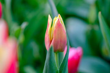 Wall Mural - beautiful scarlet tulip on a blurred background, closeup of a red tulip flower with selective focus,
