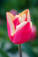 Wall Mural - beautiful scarlet tulip on a blurred background, closeup of a red tulip flower with selective focus,