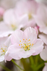 Wall Mural - tender flowers of blooming sakura closeup with selective focus.