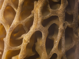 An intricate web of pores on a morel cap