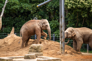 Elephant in a zoo with a baby