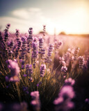 Fototapeta Las - Beautiful lavender flowers at sunset