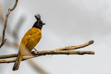 A Black Crested Bulbul Perching On A Tree