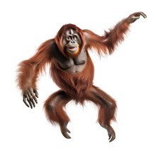 Orangutan Isolated On White Background