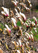 Delicate blooming buds Magnolia Stellata Royal Star or Star Magnolia against the blue sky. Spring season, sweet fragrance.