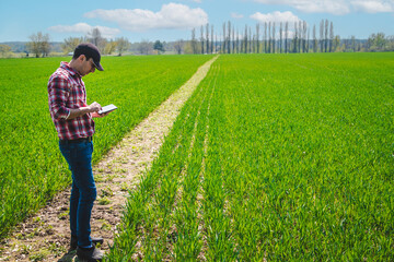 Poster - A man farmer checks how wheat grows in the field. Selective focus.