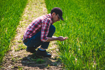 Poster - A man farmer checks how wheat grows in the field. Selective focus.