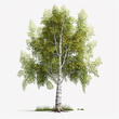 © DolonChapa - Beautiful birch single tree isolated white background AI Generated image