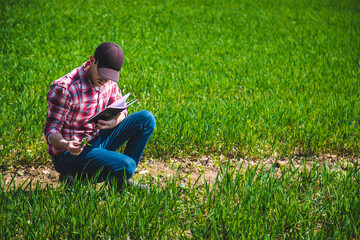 Wall Mural - A man farmer checks how wheat grows in the field. Selective focus.