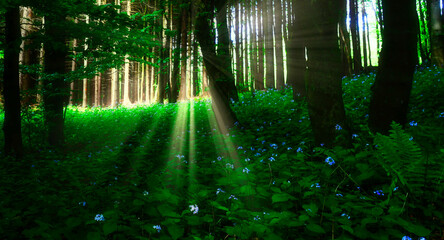 Broad leaf trees forest at spring daylight