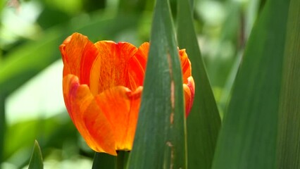 Wall Mural - red and yellow tulip in the garden