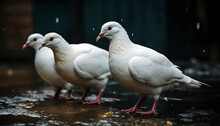 Pigeons On Wet Asphalt