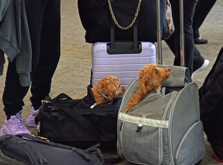 traveling with two cocker spaniel poodle mixes in busy aiports