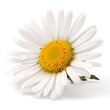 Daisy flower isolated on white background as package design element, generate ai