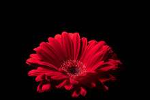A Bright Red Gerbera Blossom With Black Background