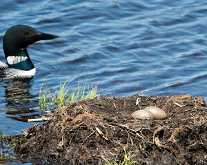 Loon Photo Stock. Loon Eggs. Loon Nest. Swimming by her nest with two brown eggs in the nest with marsh grasses, mud in its environment and habitat. Picture. Portrait.