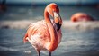 summer mood animal background, pink flamingo walking in water at coastal beach, Generative Ai