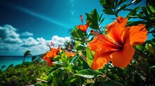 Summer Mood Background Wallpaper With Copy Space, Orange Hibiscus Flower Bush With Seascape Nature View, Generative Ai