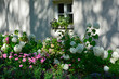 białe hortensje na rabacie kwiatowej w cieniu  przy ścianie domu (Hydrangea arborescens), hortensja krzewiasta
