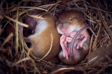 Wall Mural - Baby mice sleeping in nest in funny position (Mus musculus)