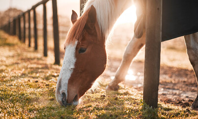 Canvas Print - Less than chocolate, more than earth. a horse grazing in an enclosed pasture on a farm.