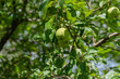Green Apples On A Wild Applre Tree In Summer
