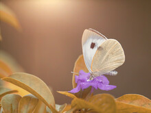 Butterfly On Purple Flower With Sun Light, Nature Background.
