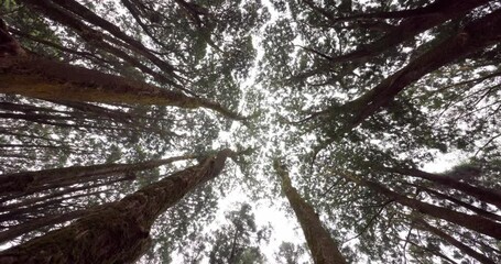 Wall Mural - bottom angle of the forest tree