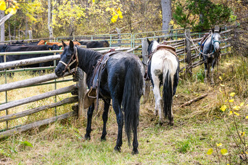 Horses tied up to fence at cattle corrals