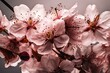 Transparent background, pink cherry blossoms swirling. Generative AI