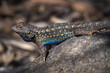 blue belly western fence lizard displaying colors