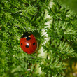 ladybug closeup on yarrow plant
