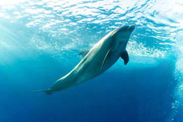 low angle view of dolphin swimming in large glass tank with sunlight passing through the water in ja