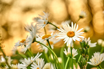 Wall Mural - Beautiful flowers from my garden. A series of beautiful garden photos.