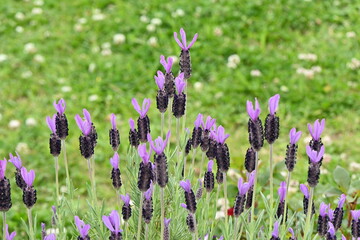 Wall Mural - French lavender ( Lavandula stoechas ) flowers.
Lamiaceae evergreen plants. Blooms from May to July.