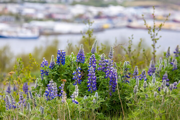 Sticker - Blue Lupine flowers in wildflower meadow at Arvin, California panoramic view.