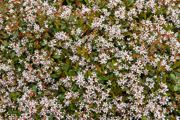 Canvas Print - Bed of Indian Hawthorn flowers in the garden, close up view