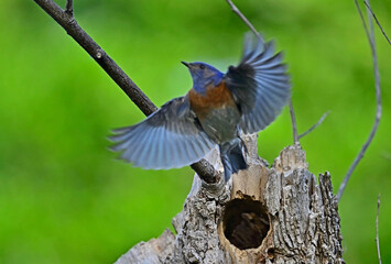 Western Bluebird exiting her nest