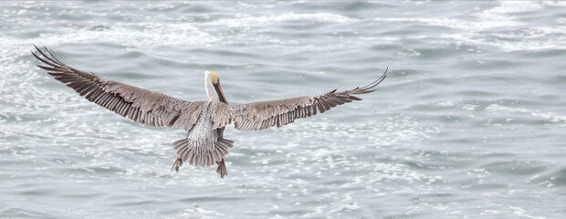 Wall Mural - Pelican flying with outstretched wings on the central coast of Cambria California United States