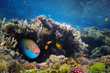 Poster - Wonderful and beautiful underwater world with corals and tropical fish.