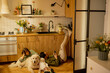 Young couple sit relaxed together with a cute dog on kitchen at home. Home coziness and domestic lifestyle concept
